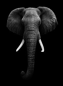 Фотообои слон Divino Decor Фотопанно 2-х полосные T-231